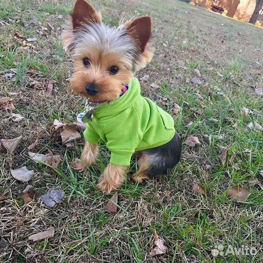 Передержка домашних питомцев