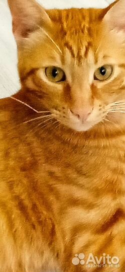 Кошки в добрые руки бесплатно. Кот Семён