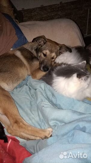 Щенок девочка в добрые руки