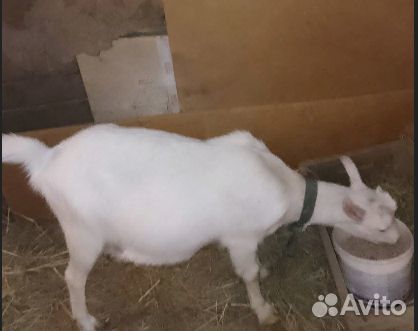 Зааненские козы