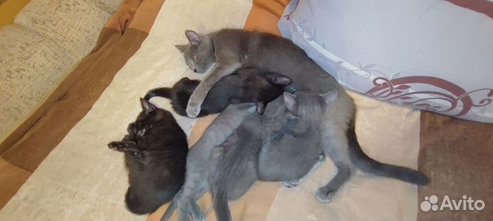 Отдам даром в хорошие руки котят