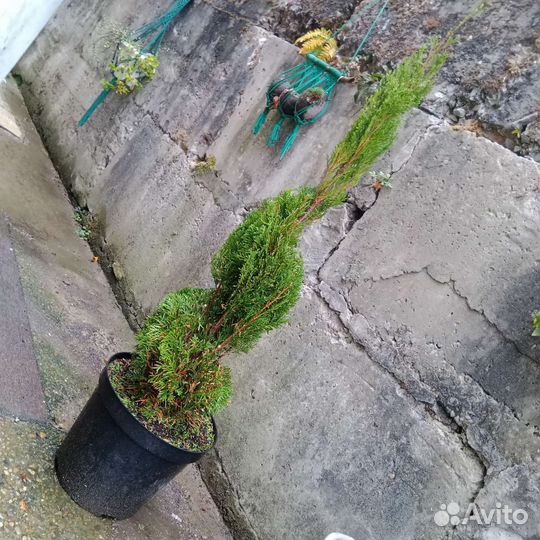 Туя смарагд спираль 1м10см
