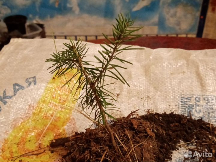 Пихта сибирская саженцы