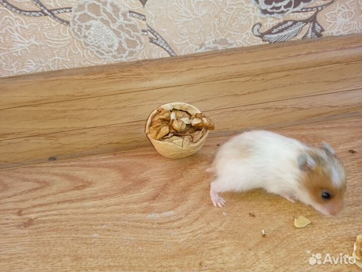 Хомяки сирийские