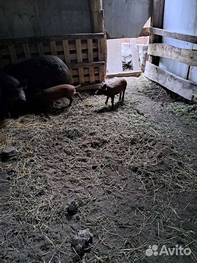 Дикие кабанчики