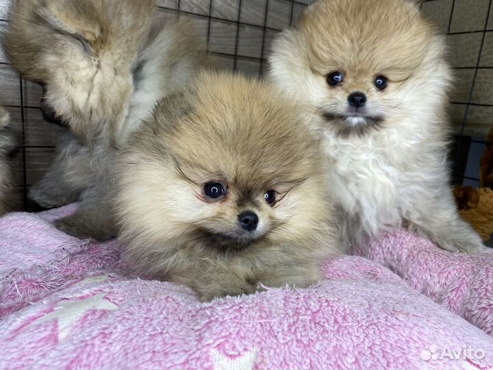 Щенки шпица - целая куча породистых щенков