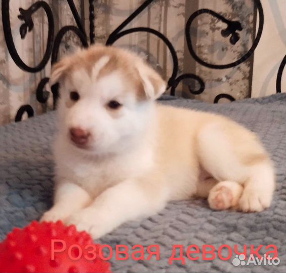 Щенки сибирской хаски в самые любящие руки