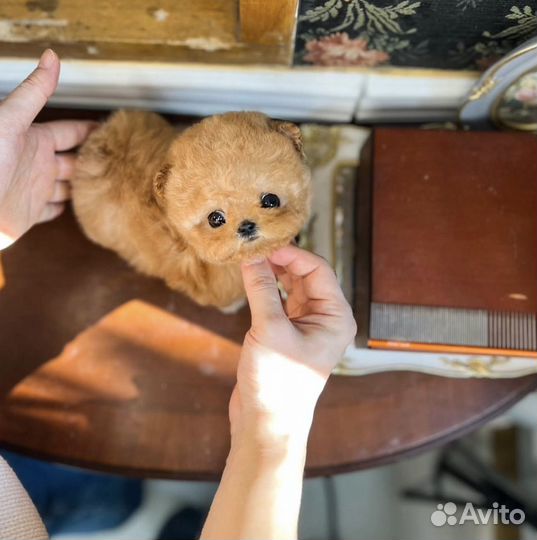 Тикап пудель мини
