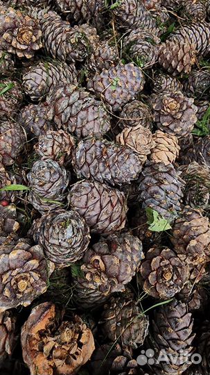 Кедровая шелуха