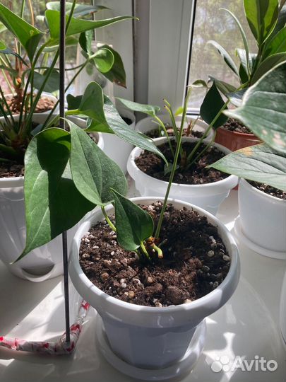 Антуриум красный