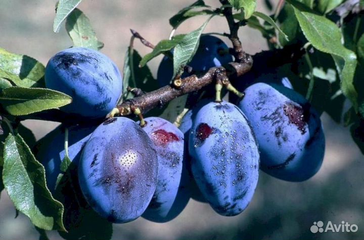 Саженцы сливы Венгерка (синий)