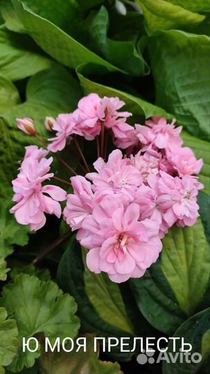 Пеларгония Ю-Моя Прелесть