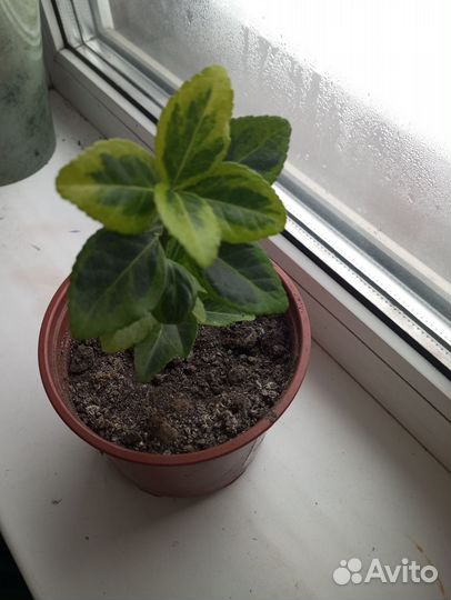 Бересклет японский