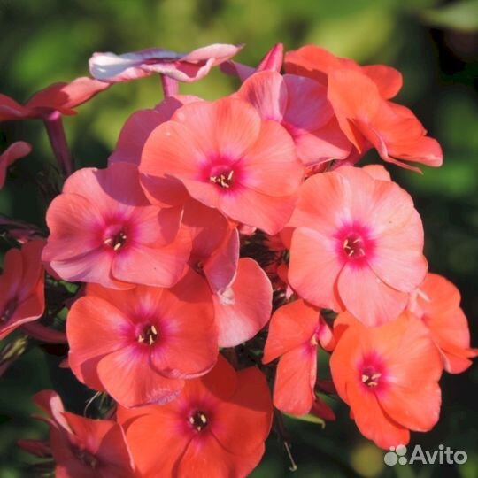 Флоксы Лососевый