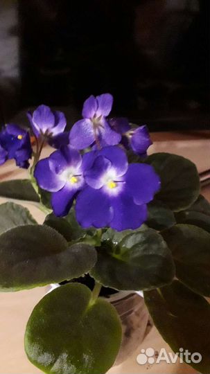 Сортовые фиалки