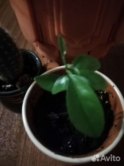 Мандарин двойной, Марокко