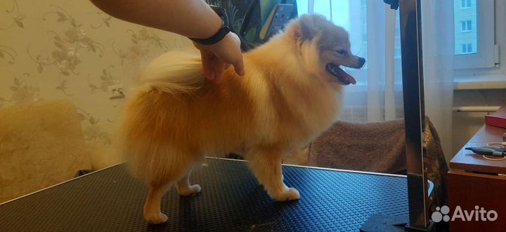 Груминг собак и не агрессивных кошек