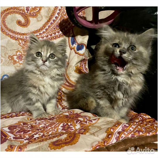 Котята девочки в добрые руки