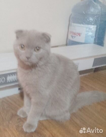 Британский кот в добрые руки