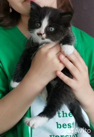 Домашние животные котята