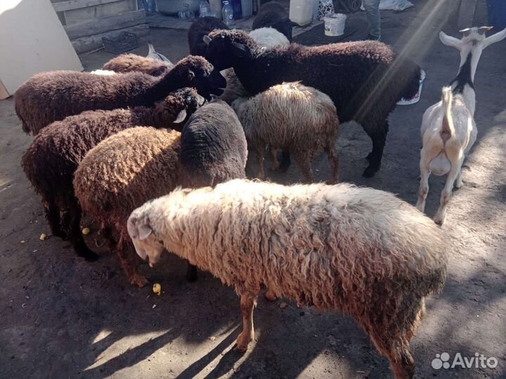 Овцы бараны ягнята