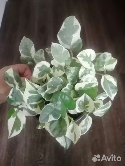 Сциндапсус, эпипремнум н-джой