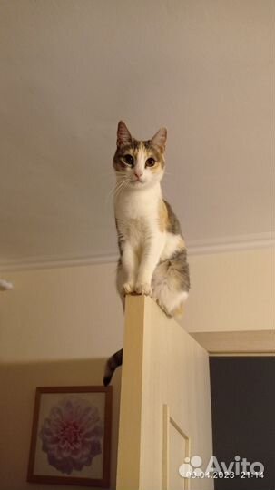 Отдаю кошку в добрые руки