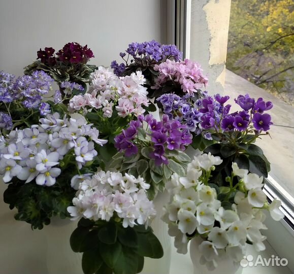 Фиалки мини (детки)