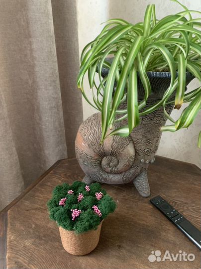 Кашпо со стабилизированным мхом, подарок