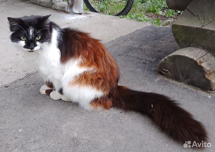 Отдам в добрые руки