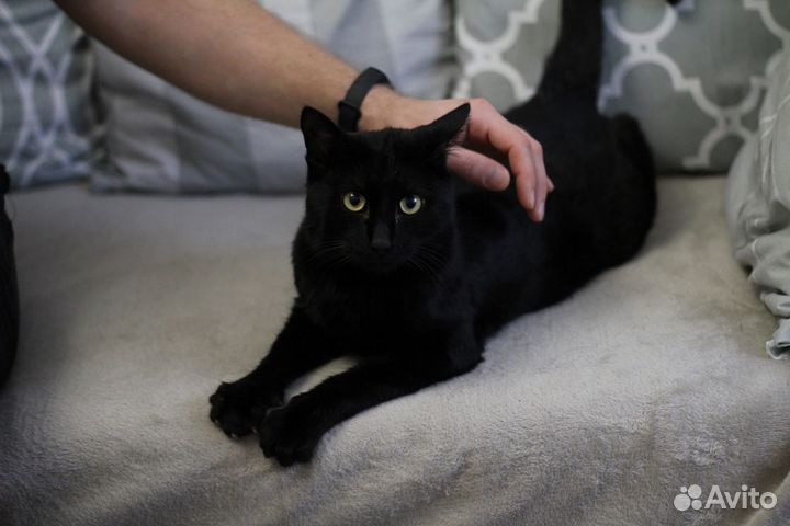Молодой крупный кот Космос