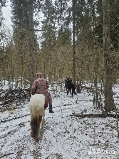 Конные прогулки