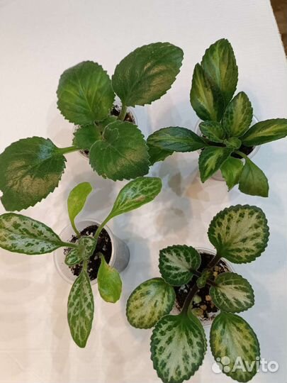 Цветы комнатные растения разные