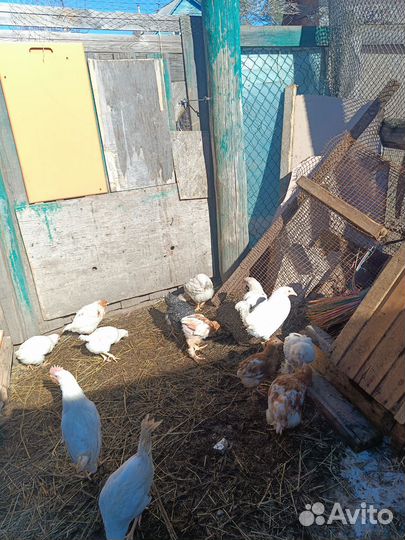 Куры молодки