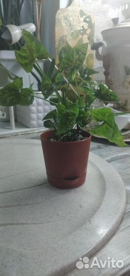 Сингониум Кристмасс