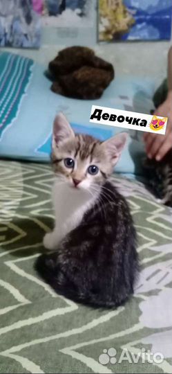 Кошка в дар бесплатно