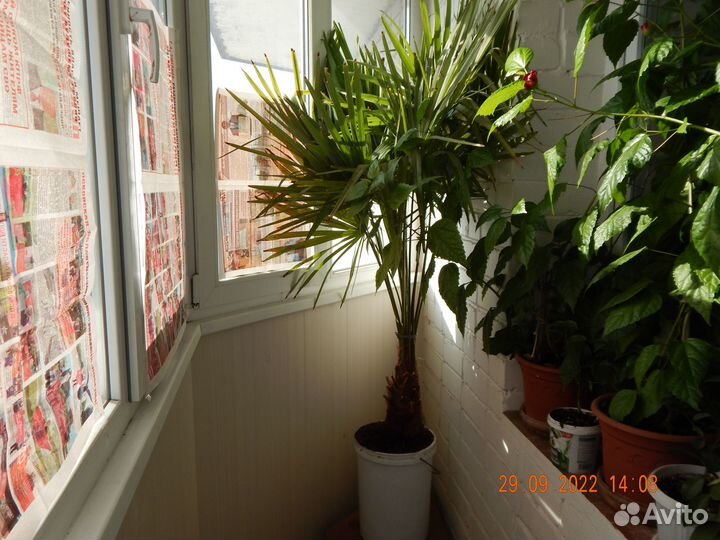 Финиковая пальма