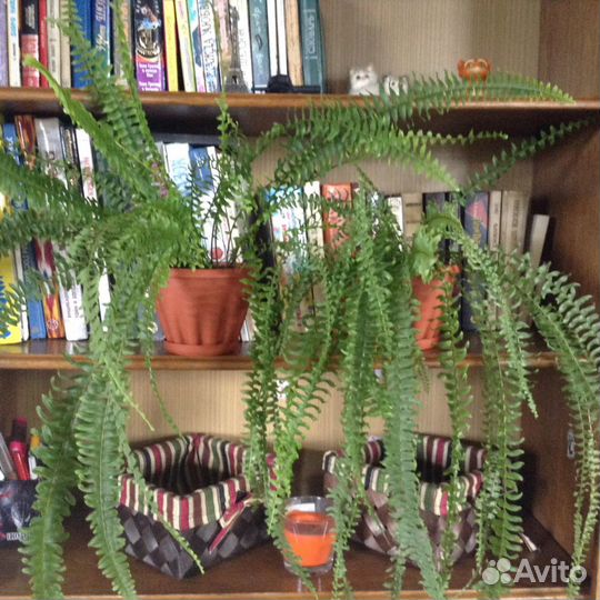 Папоротник карликовый