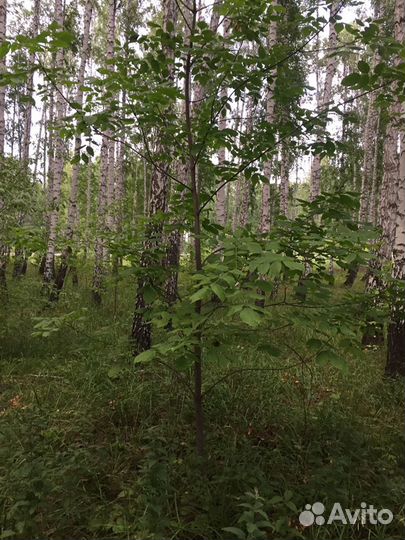 Продам ясень в любых количествах