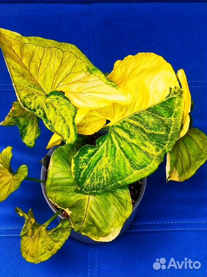 Сингониум орм тонг вар