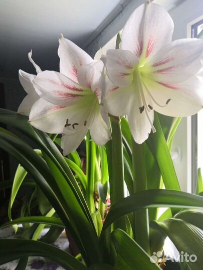 Гиппиаструм