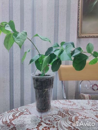 Бугенвиллия черенки