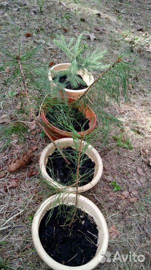 Сосна саженцы