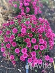 Хризантема мультифлора большая