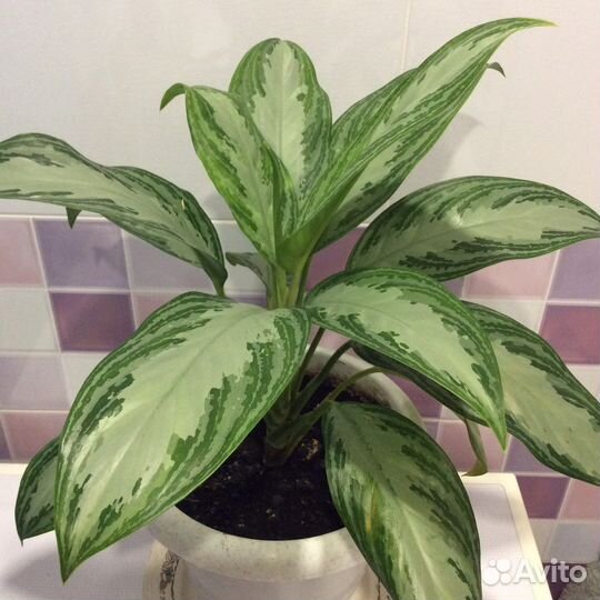 Aglaonema