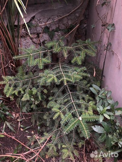 Пихта бальзамическая