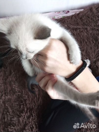 Котята в добрые руки бесплатно