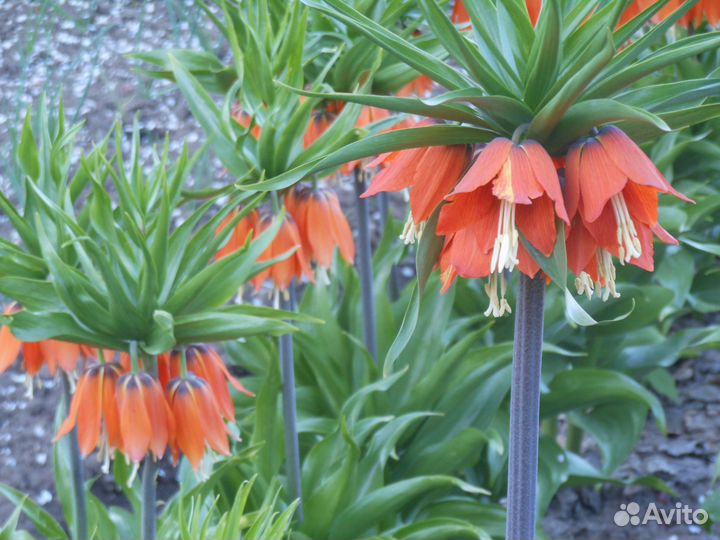 Рябчик Императорский -рябчик Персидский (луковицы)