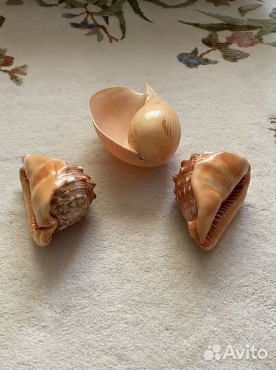 Большая ракушка