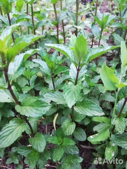 Энотера, Ландыш, мята,молодило